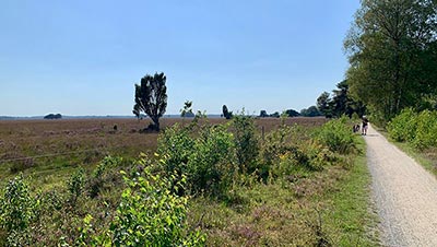 de heide bij Dwingeloo